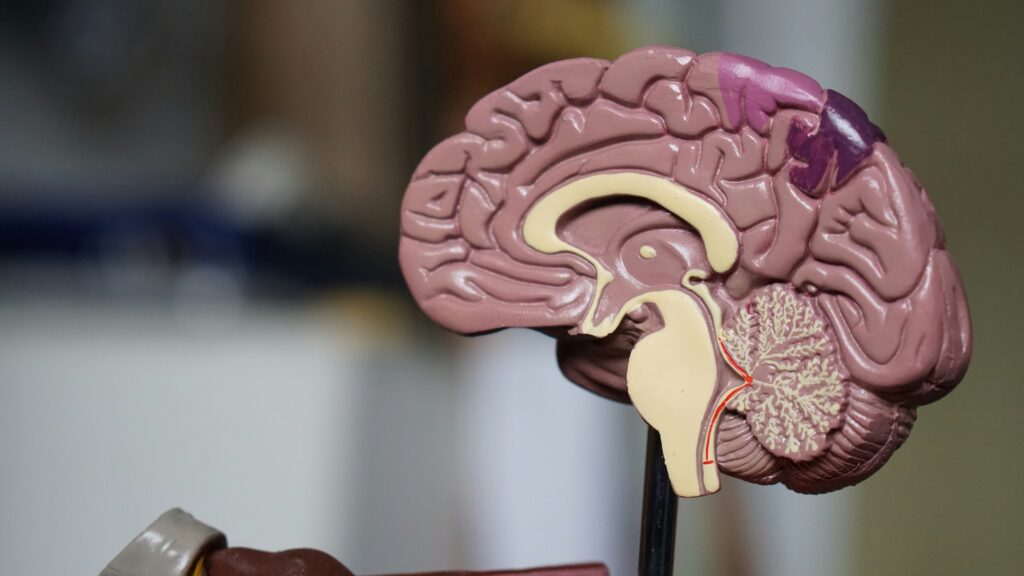 A close-up photo of a plastic anatomical model of the human brain, showing its inner structures and cross-section, displayed against a blurred background—ideal for illustrating life care planning in the Twin Cities.