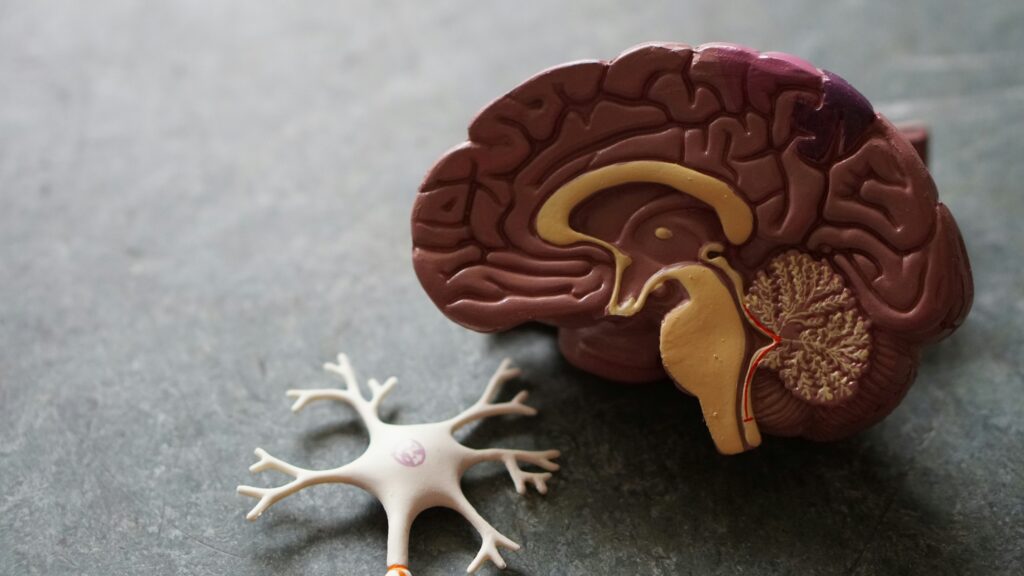 A model of a human brain showing internal structures is placed next to a model of a neuron on a grey surface—ideal for an elder law attorney specializing in estate planning Minnesota or Medicaid planning.