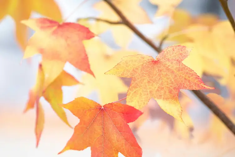 Autumn leaves in shades of red and orange, hanging from a branch with a softly blurred background.
