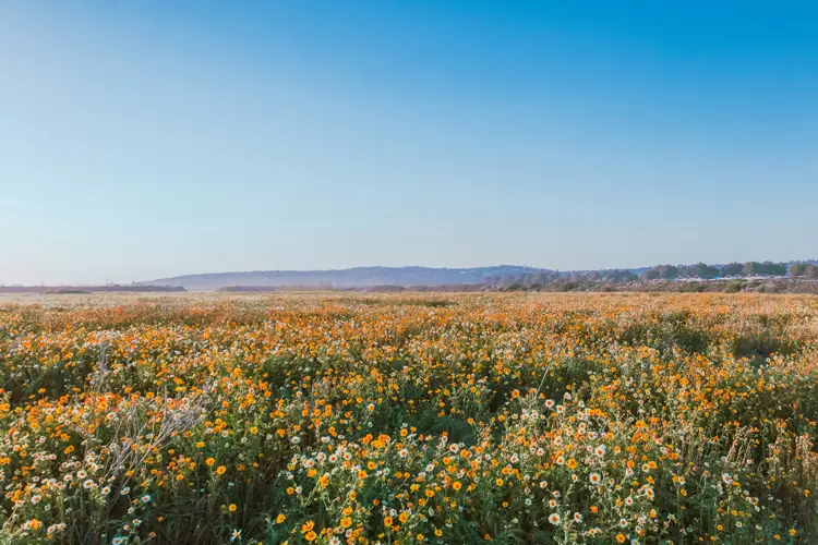 A vast field of orange and yellow flowers under a blue sky, with hills visible in the distance.
