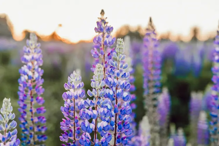 Purple flowers in a field, with a blurred background and a warm sunset illuminating the scene.