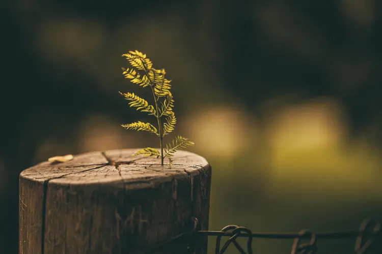 A small fern growing on an aged wooden post, surrounded by a dark and blurred background.