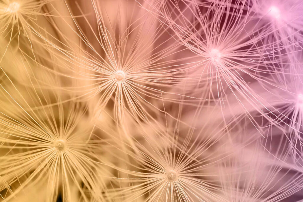 Close-up of delicate dandelion seeds with thin, wispy strands. The seeds are softly lit with a gradient of pastel colors, including yellow, orange, and pink, creating an ethereal and dreamy atmosphere, an image that quietly evokes the gentle grace and enduring impact of Everbright Legacy Law.