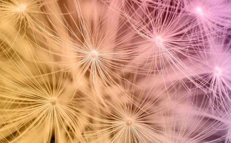 Close-up of delicate dandelion seeds with thin, wispy strands. The seeds are softly lit with a gradient of pastel colors, including yellow, orange, and pink, creating an ethereal and dreamy atmosphere, an image that quietly evokes the gentle grace and enduring impact of Everbright Legacy Law.