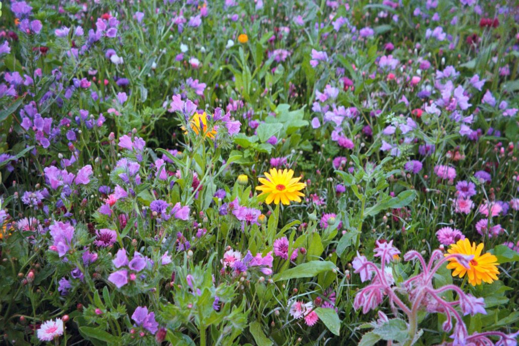 A meadow of purple wildflowers with a few yellow daisies